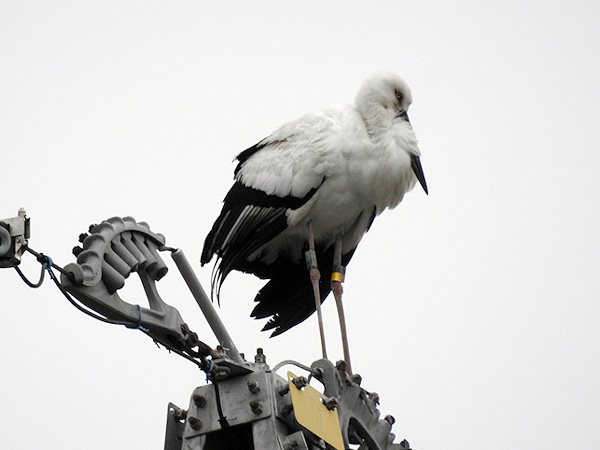 鳴門コウノトリ 2016年4月1日 徳島県鳴門市大津町