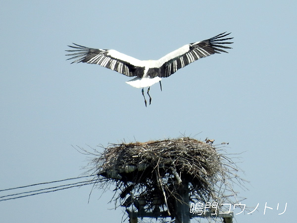 鳴門コウノトリ 2016年4月20日 徳島県鳴門市大麻町