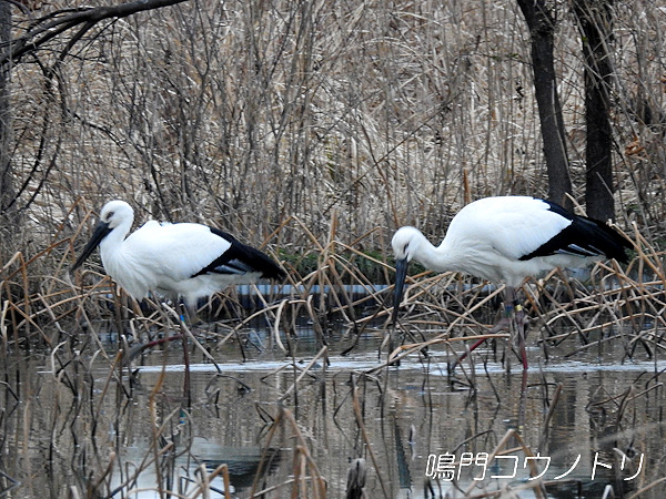 鳴門コウノトリ 2016年1月28日 徳島県鳴門市大麻町