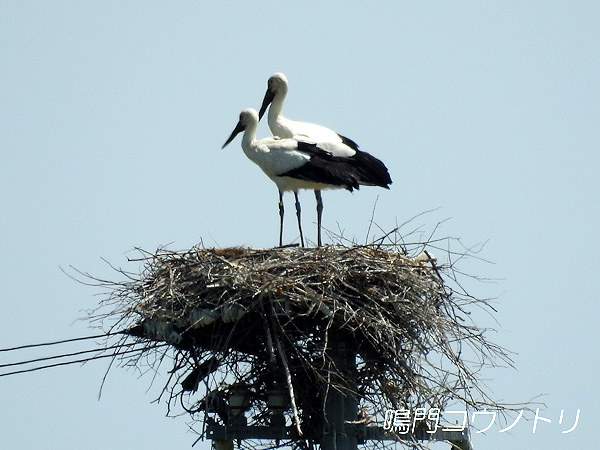 鳴門コウノトリ 2016年4月14日 徳島県鳴門市大麻町