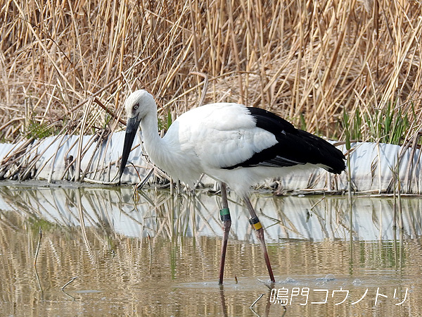 鳴門コウノトリ 2016年3月31日 徳島県鳴門市大津町