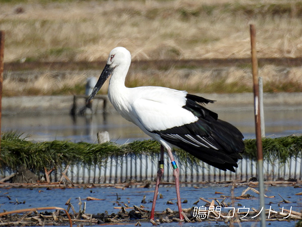 鳴門コウノトリ 2016年2月10日 徳島県鳴門市大麻町
