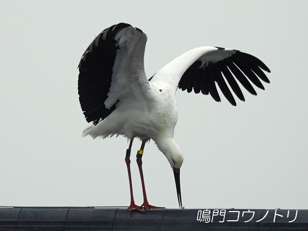 鳴門コウノトリ 2016年1月29日 徳島県鳴門市大麻町