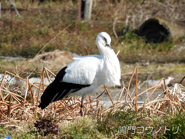 鳴門コウノトリ 2016年1月22日 徳島県鳴門市大麻町