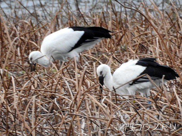 鳴門コウノトリ 2015年11月28日 徳島県鳴門市大津町
