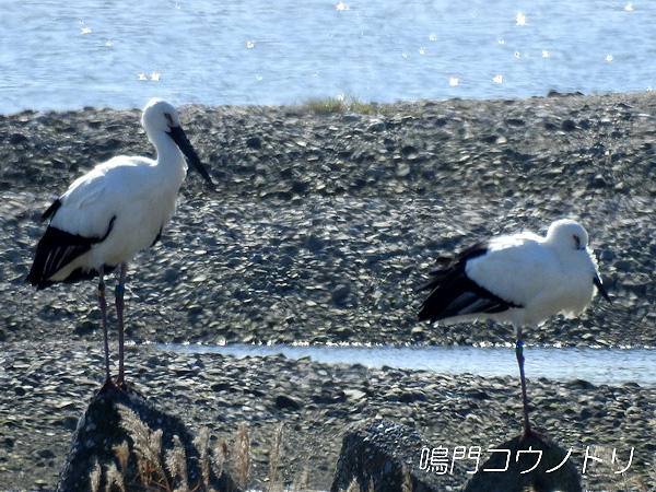 鳴門コウノトリ 2015年12月7日 徳島県 吉野川 吉野川第十堰