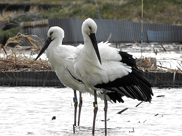 鳴門コウノトリ 2016年1月20日 徳島県鳴門市大麻町