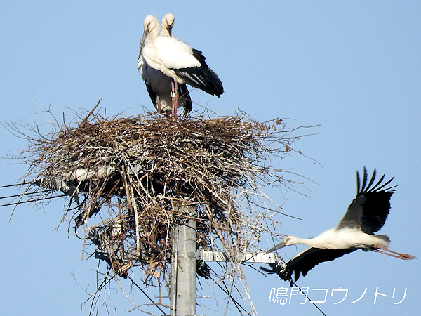 鳴門コウノトリ 2016年3月21日 徳島県鳴門市大麻町