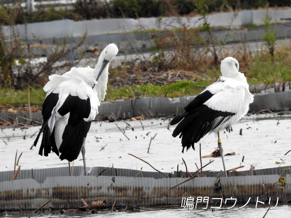 鳴門コウノトリ 2015年11月4日 徳島県鳴門市大津町