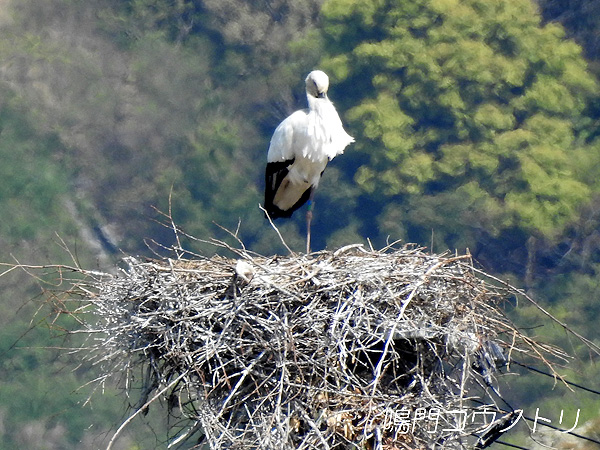 鳴門コウノトリ 2016年4月15日 徳島県鳴門市大麻町