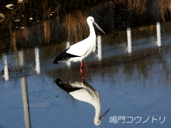 鳴門コウノトリ 2016年1月27日 徳島県鳴門市大麻町