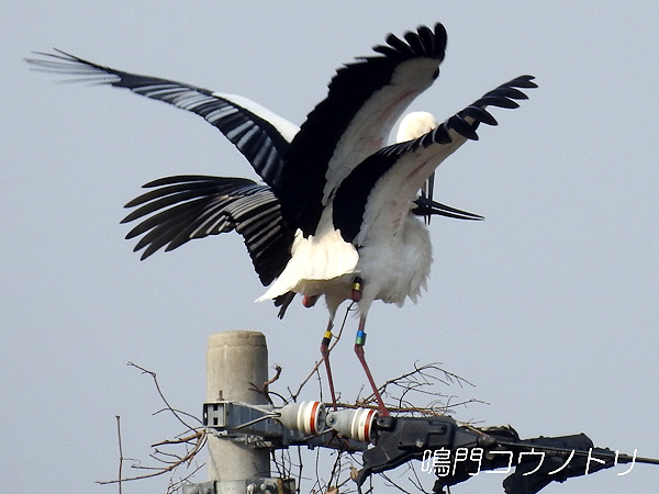 鳴門コウノトリ 2016年2月27日 徳島県鳴門市大麻町