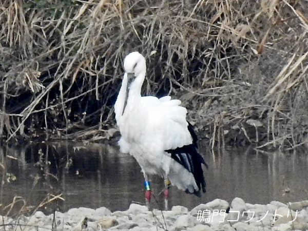鳴門コウノトリ 2016年1月27日 徳島県鳴門市大麻町