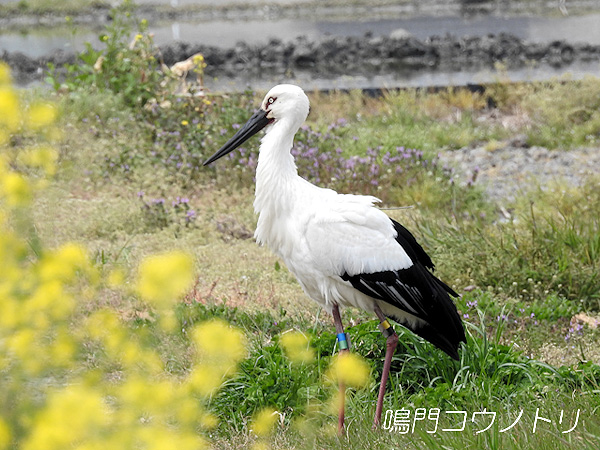 鳴門コウノトリ 2016年3月31日 徳島県鳴門市大麻町