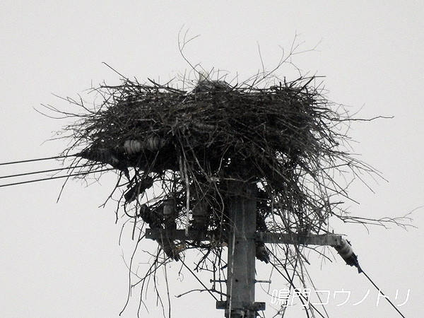 鳴門コウノトリ 2016年4月1日 徳島県鳴門市大麻町