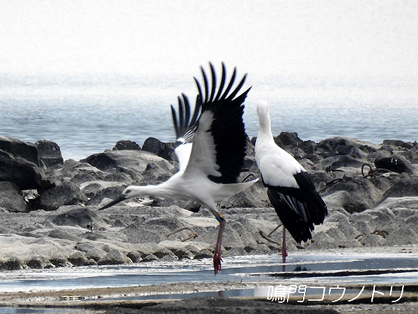 鳴門コウノトリ 2015年11月29日 徳島県 吉野川 吉野川第十堰