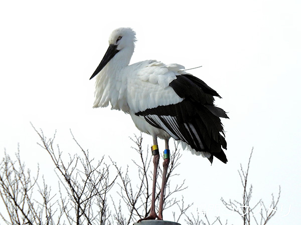 鳴門コウノトリ 2016年1月25日 徳島県鳴門市大麻町