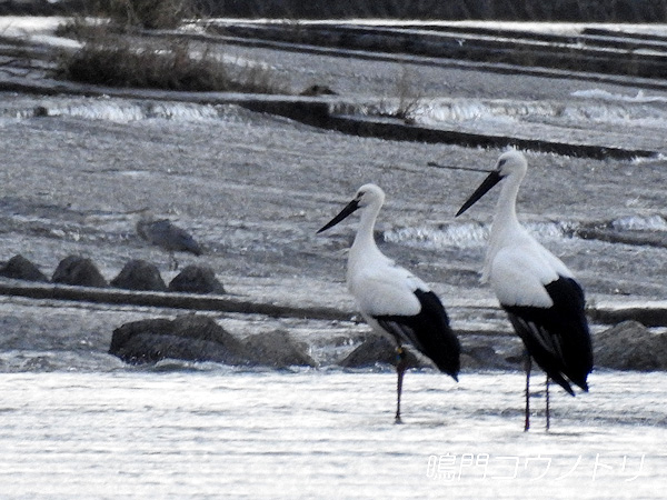 鳴門コウノトリ 2015年11月16日 徳島県 吉野川 吉野川第十堰