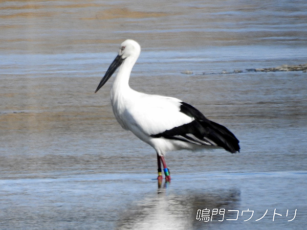 鳴門コウノトリ 2016年2月7日 徳島県 吉野川 吉野川第十堰