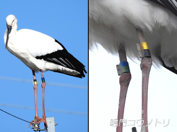 徳島県鳴門市 鳴門コウノトリ 足環 J0044 オス J0480 メス