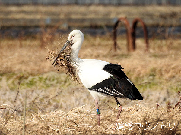 鳴門コウノトリ 2016年2月9日 徳島県鳴門市大麻町
