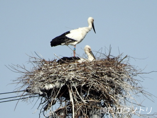 鳴門コウノトリ 2016年4月2日 徳島県鳴門市大麻町