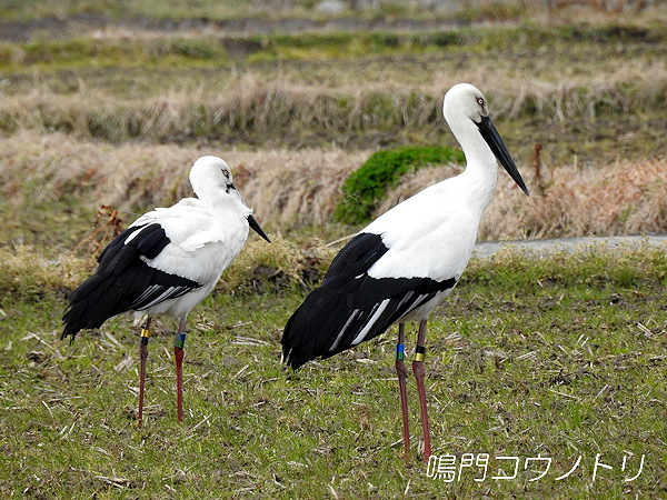 鳴門コウノトリ 2016年2月23日 徳島県鳴門市大麻町