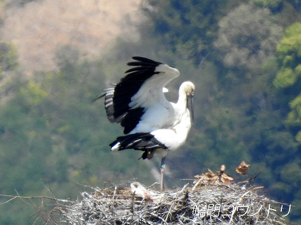 鳴門コウノトリ 2016年4月16日 徳島県鳴門市大麻町