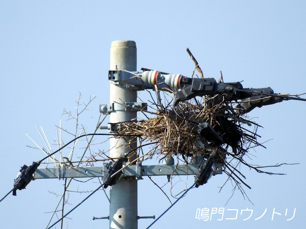 徳島県鳴門市大麻町 コウノトリ 鸛 電柱 巣 2015年12月