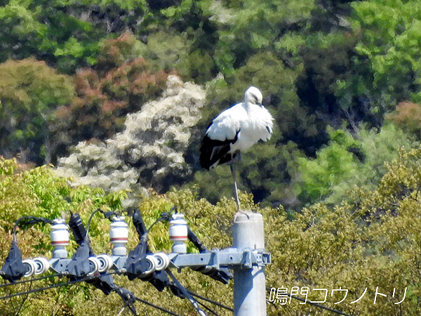 鳴門コウノトリ 2016年4月17日 徳島県鳴門市大麻町