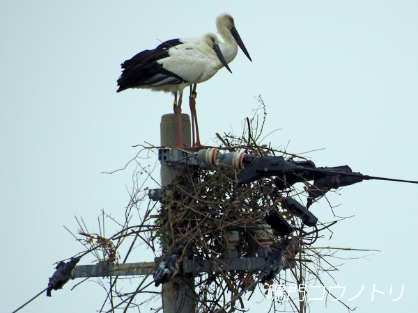 鳴門コウノトリ 2016年2月29日 徳島県鳴門市大麻町