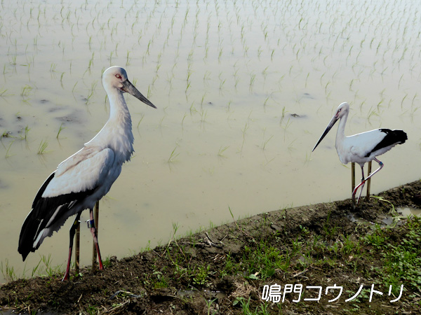 徳島県鳴門市大麻町 鳴門のコウノトリ 田んぼギャラリー パネル 看板