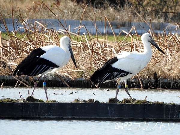 鳴門コウノトリ 2016年1月12日 徳島県鳴門市大麻町