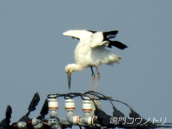 鳴門コウノトリ 2016年4月19日 徳島県鳴門市大麻町