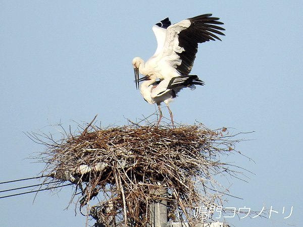 鳴門コウノトリ 2016年3月21日 徳島県鳴門市大麻町