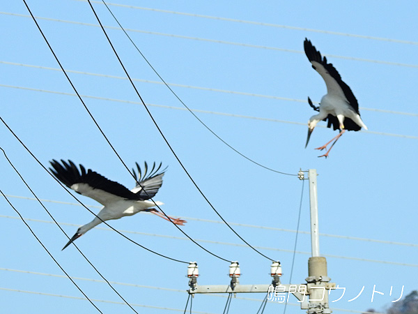 鳴門コウノトリ 2015年12月30日 徳島県鳴門市大麻町