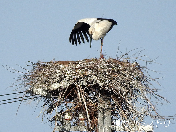 鳴門コウノトリ 2016年4月14日 徳島県鳴門市大麻町