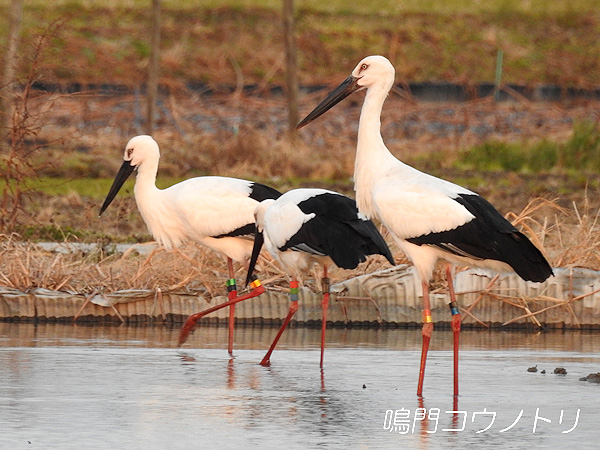 鳴門コウノトリ 2016年1月31日 徳島県鳴門市大麻町