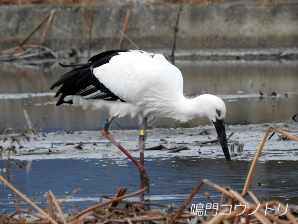 鳴門コウノトリ 2016年1月21日 徳島県板野郡藍住町