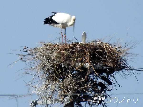 鳴門コウノトリ 2016年3月21日 徳島県鳴門市大麻町