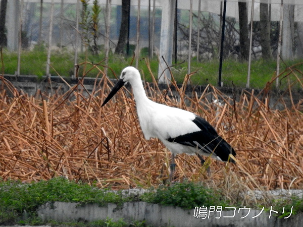 鳴門コウノトリ 2015年11月23日 徳島県鳴門市大津町