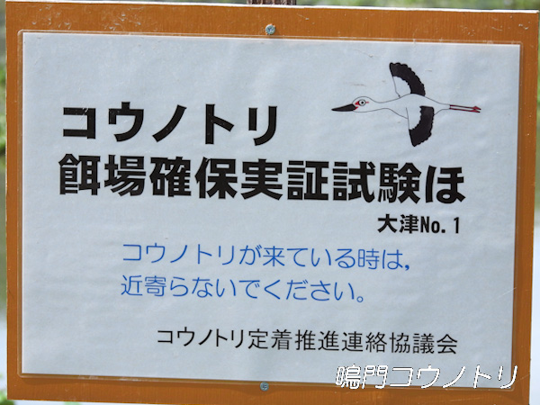 徳島県鳴門市大津町 コウノトリ 餌場確保実証試験ほ 大津