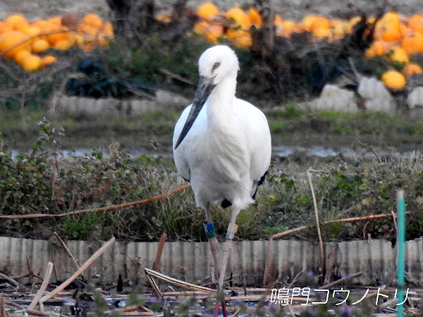 鳴門コウノトリ 2015年12月31日 徳島県鳴門市大麻町
