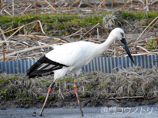 コウノトリ 2016年2月25日 徳島県鳴門市大麻町