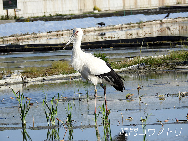 鳴門コウノトリ 2016年4月17日 徳島県鳴門市大津町