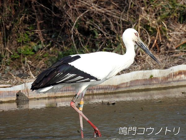コウノトリ 2016年2月28日 徳島県鳴門市大麻町