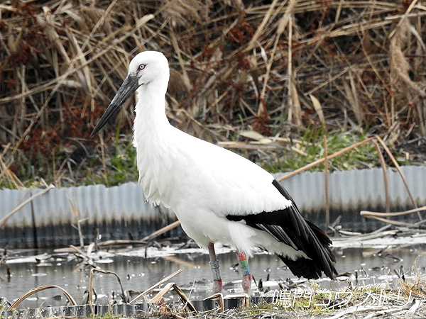 鳴門コウノトリ 2016年2月9日 徳島県鳴門市大津町