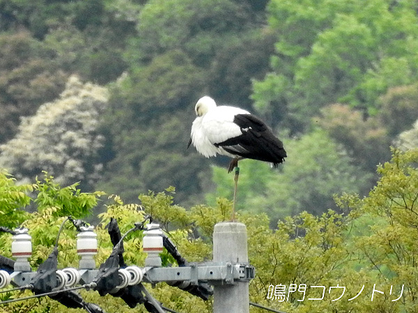 鳴門コウノトリ 2016年4月18日 徳島県鳴門市大麻町