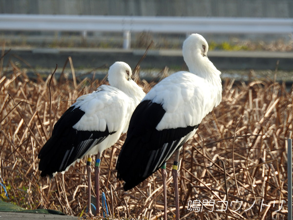 鳴門コウノトリ 2015年12月5日 徳島県鳴門市大津町