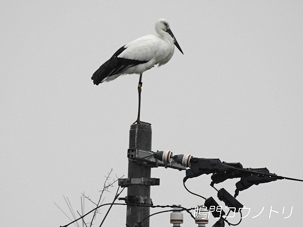 鳴門コウノトリ 2016年2月20日 徳島県鳴門市大麻町